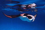 The powerful mirror of the reef manta ray