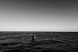 A whale returning to the water in the distance