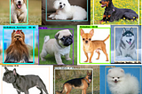 A simple Dog Breed Classifier! Can recognize 10 different breeds of dogs!