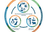Antimicrobial-resistant bacteria in animal production