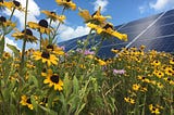 Saving the bees & going solar