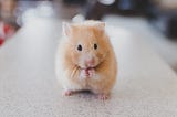 Picture of cute mouse on bench