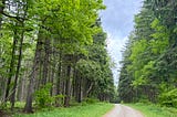 Exploring the Pharsalia Woods, NY State Forest-Episode 13 of Leaf, Wing, and Sun