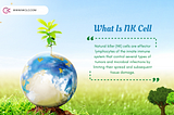 What Is NK Cell