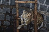 Lockdown effect ? — Rare siting of Leopard in Guna, MP