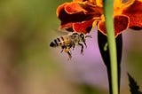 What You Can Do To Save The Bees