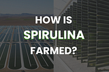 How Is Spirulina Farmed?