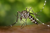 Predicting Dengue in Singapore