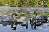 Bella&Buzz and Eight Sweet Cygnets