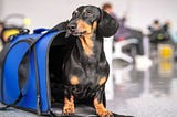 What are the Southwest Pet Carrier Requirements?