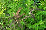 Tulsi / Holy Basil