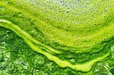 Algae as a Sustainable Fuel Source?