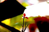 Three tiny red leaves on an otherwise dead poinsettia to communicate of regrowth and hope.