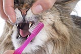 Cats teeth being cleaned with a toothbrush