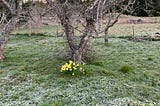 Yellow flowers in a patch of frost at the base of a dead tree