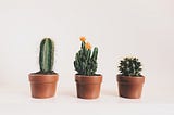 Why Should You Get A House Plant