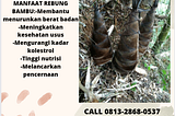 pusat budidaya herbal rebung bambu kuning Tambak Bayumas