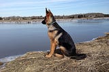 German shepherd breed –Not for indoor activities