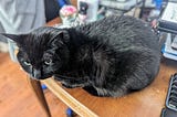 A small black cat sitting on a cluttered desk.