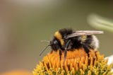 The Alarming Disappearance of Bees — Factors and Consequences