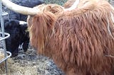 Feeding cattle on Christmas mornings — nothing quite like it for the Christmas feeling !