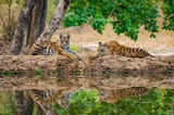 Exploring the Rich Wilderness of Kanha Tiger Reserve