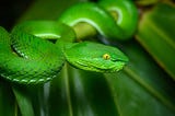 Developing a Snake Game With JavaScript