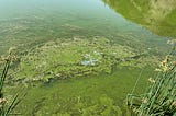 WDFW undertakes innovative treatment to eliminate blue-green algae outbreaks