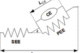 Muscle Contraction Dynamics