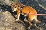 Jordan my pet Chihuahua — Taken by author