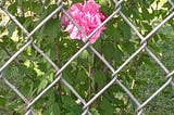 Pink Rose of Sharon behind a diamond shaped metal fence.