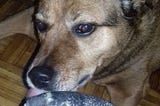 Dog sniffing raw fish happyseniorpets.com