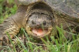Snapping Turtle Memoirs: How NLP and Hypnosis Transformed My Relationships