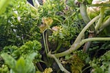 A close-up on an overgrown garden with at least two different types of plants visible, growing around and against each other.