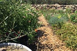 Peace in the Garden Ecosystem