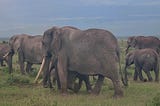 🇰🇪 4/2025 Kenya Travel