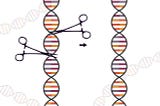Genes para copiar, colar, adicionar ou deletar