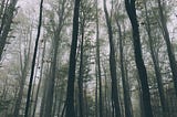 Demirkoy #landscape #fog #tree