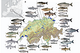 Eutrophication Causes Speciation Reversal in Whitefish Adaptive Radiations: A Review