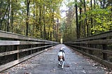 An American Foxhound dog on a bridge surrounded by trees
