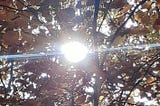 Does the observation change the results for a single particle, similar to Schrödinger’s cat, when…