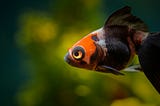 Behavioral Science Explains How to Regrow Your Attention Span
