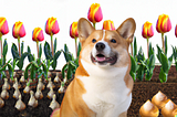Von Tulpen, Hunden und Memestocks