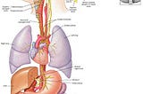 Unraveling Arthritis