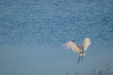 A cattle egret landing in a lake. The cattle egret is the totem of my tribe, Buganda.