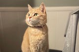 A small, buff orange tabby cat with a bejeweled collar, standing on a kitchen chair