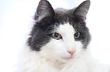 Image of Ulfric, a black and white Norwegian Forest Cat