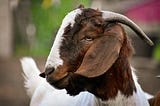 How to Naturally Treat Goats for Lice and Mites