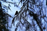 Our Forests Are Getting Quieter