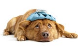 Preventing Foodborne-Illnesses with Dogs
